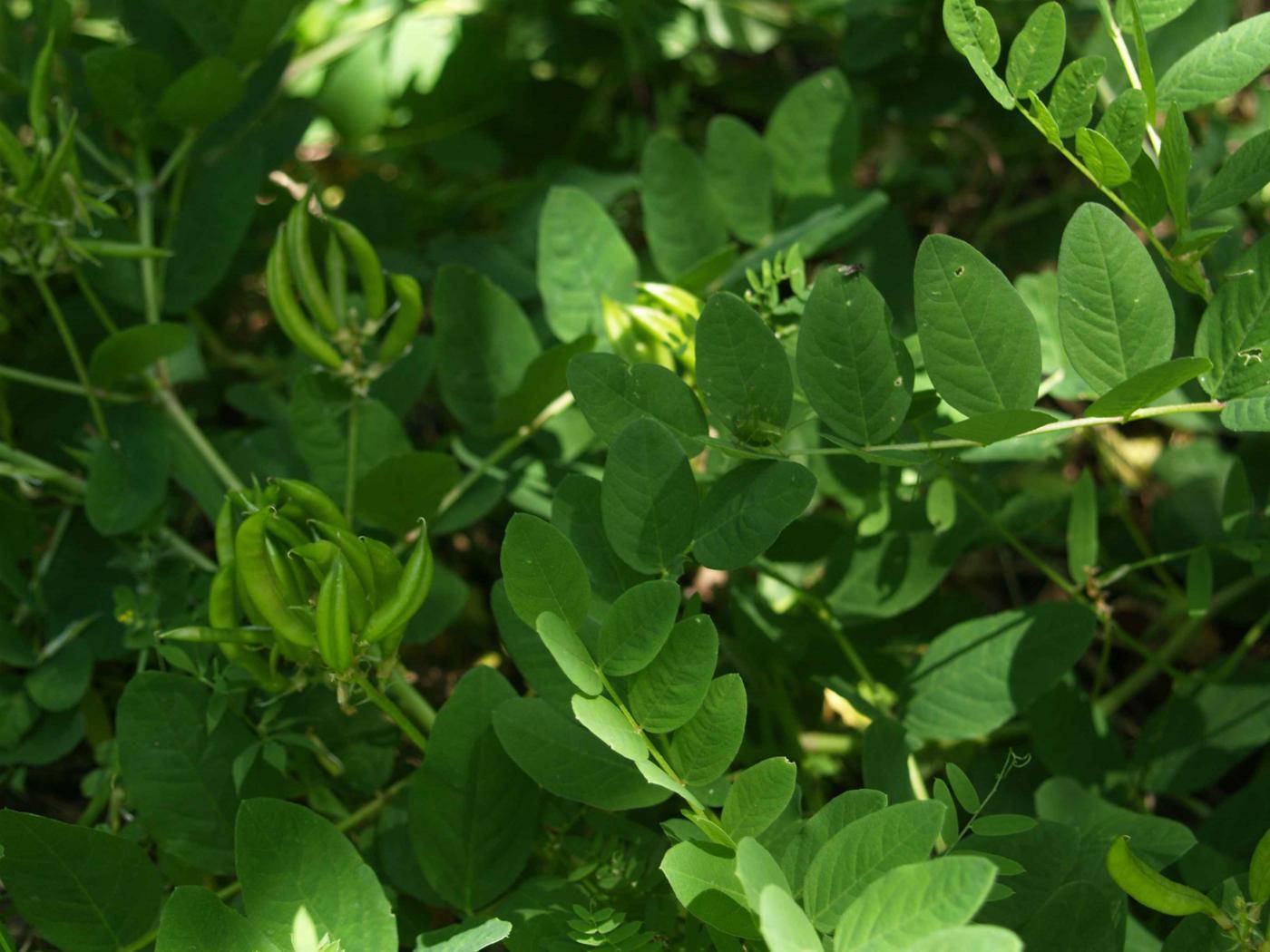 Liquorice, Wild leaf